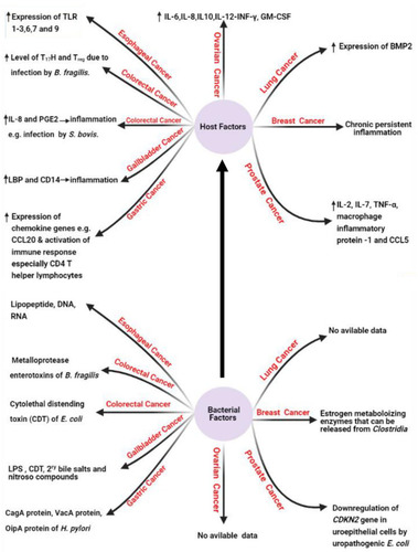 Figure 2 Host and bacterial factors contributing to cancer incidence. Created in ©BioRender.com.