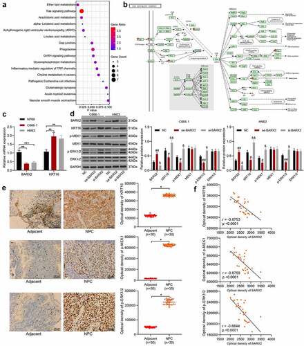 Figure 4. BARX2 inhibits the Ras signaling by suppressing the expression of KRT16. (a) genes with correlation coefficients larger than 0.5 with KRT16 in the TCGA database analyzed using KEGG enrichment analysis. (b) KEGG enrichment analysis of downstream proteins. (c) expression of BARX2 and KRT16 in NP69, C666-1 and HNE3 cells by RT-qPCR. (d) protein expression of BARX2, KRT16, pMEK1, MEK1, p-ERK1/2 and ERK1/2 in C666-1 and HNE3 cells examined using Western blot. (e) Immunohistochemical detection of KRT16, p-MEK1, and p-ERK1/2 expression in tissues of patients with NPC (n = 30). (f) Correlation between the expression of KRT16, p-MEK1, p-ERK1/2 and BARX2 in NPC tissues. Results are shown as mean ± SD, and the data were represented by three independent experiments. Unpaired t test or the two-way ANOVA was utilized for statistical analysis. **p< 0.01, ***p< 0.001 vs NP69 cells or adjacent tissues; #p< 0.05, ##p< 0.01, or &p< 0.05, &&p< 0.01 vs NC.