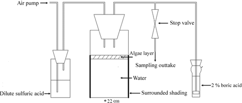 Figure 1. Laboratory experiment system containing the microcosm. After passing through dilute sulfuric acid to remove the ammonium, air (0.1 L min−1) was blown across the water surface and bubbled through 2% boric acid to absorb NH3 emitted from the experimental system. Sampling outtake was used to collect the gas sample for NO, N2O and N2.