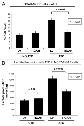 Figure 8. TIGAR overexpressing MCF7 cells are resistant to ATO-induced apoptosis. (A) Apoptosis. TIGAR-MCF7 cells and control MCF7 cells were treated for 24 h with 10 µM ATO and apoptosis was measured by annexin V and PI. Note that MCF7 cells overexpressing TIGAR show a 1.8-fold decrease in apoptosis as compared with control LV-MCF7 cells, suggesting that TIGAR induces drug resistance (p = 0.008). (B) Lactate Assay. Lactate production was measured on the cell culture media of TIGAR-MCF7 cells and control LV-MCF7 cells treated with 10 µM ATO or vehicle alone for 24 h. Note that ATO treatment induces a significant increase in lactate production in control Lv-MCF7 cells. However, upon ATO treatment, MCF7 cells overexpressing TIGAR generate less lactate than LV-MCF7 cells. After ATO treatment, control LV-MCF7 cells show a much larger increase in lactate production, compared with MCF7 cells overexpressing TIGAR (p = 0.0045).