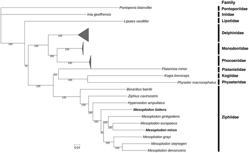 Figure 1. Maximum-likelihood phylogenetic tree of toothed whales (Odontoceti) inferred from whole mitochondrial genomes. Branch numbers indicate bootstrap support with 1000 replicates. Mitochondrial genomes sequenced in this study (Mesoplodon bidens and Mesoplodon mirus) are in bold.