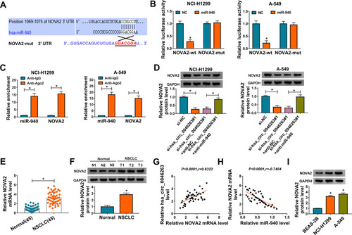 Figure 5 Hsa_circ_0046263 facilitated the level of NOVA2 by binding to miR-940. (A) Targetscan software was applied to perform the binding site analysis between miR-940 and NOVA2. (B and C) The combination between miR-940 and NOVA2 was attested by dual-luciferase reporter (B) and RIP (C) assays. (D) NOVA2 protein expression was assayed by Western blot in NCI-H1299 and A-549 cells with transfection of si-NC, si-hsa_circ_0046263#1, si-hsa_circ_0046263#1+anti-NC and si-hsa_circ_0046263#1+anti-miR-940. (E and F) The qRT-PCR and Western blot were conducted for the detection of NOVA2 mRNA (E) and protein (F) levels. (G and H) Spearman correlation coefficient was used to analyze the correlation between hsa_circ_0046263 and NOVA2 (G), miR-940 and NOVA2 (H). (I) Western blot was carried out to examine the protein expression of NOVA2 in NSCLC cells and control BEAS-2B cells. *P < 0.05.