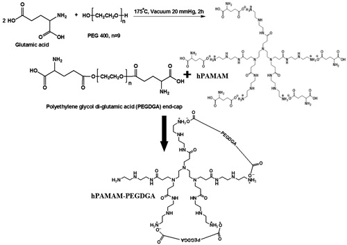 Figure 1. Presentation of PEGDGA copolymer and PAMAM–PEGDGA synthesis.