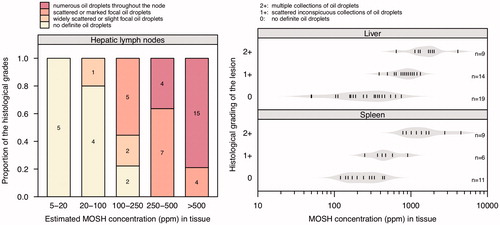 Figure 13. Histological grading of oil droplet lesions in human autopsy material of lymph nodes, liver, and spleen. Left: Stacked bar chart showing the proportion of histological grades in relation to the estimated MOSH content in hepatic lymph nodes. The MOSH content, originally reported as percent of the total lipid content (Boitnott and Margolis Citation1966b), was estimated by assuming the total lipid content to be 5% of the tissue wet weight (Boitnott and Margolis Citation1970). Values within the bars indicate the number of cases. Right: Violin and density scatter plot showing the distribution of MOSH concentration values in tissue conditional on the histological grading of the lesions in spleen and hepatic portal triads. Sample sizes (n) are indicated. Data were compiled from Boitnott and Margolis (Citation1966b, Citation1970).