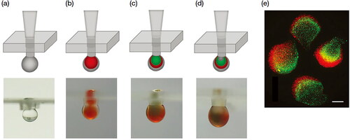 Figure 2. Simple pipetting method to create multilayered collagen-alginate beads. (a) First layer of alginate formed by pipetting through a hole in the substrate. (b) Second layer of collagen and cells (red) added. (c) Third layer of collagen (green) to form a double-layered droplet. (d) Small amount of alginate added to the top of the droplet. (e) Resulting multilayered hydrogel beads. Figure taken from [Citation45] and reproduced with permission from Springer Nature.