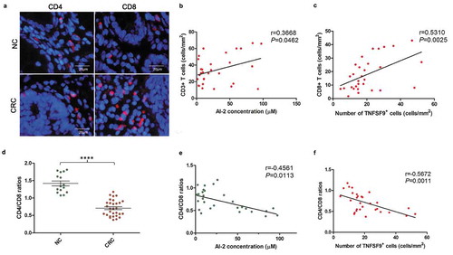 Figure 5. The CD4/CD8 ratio was decreased within the human CRC microenvironment, and negatively associated with AI-2 concentration and TNFSF9 expression. (a) Representative images of subpopulations of tumor infiltration lymphocytes (CD4+ T cells and CD8+ T cells) in NC and CRC tissues. (b) Positive correlation between CD3 + T cell numbers and AI-2 concentration in CRCs (r = 0.3668, P= .0462, Pearson correlation analysis). (c) Positive correlation between CD8 + T cell numbers and TNFSF9 expression in CRCs (r = 0.5310, P= .0025, Spearman correlation analysis). (d) A reversed CD4/CD8 ratio was found in CRC when compared to NC (P< .0001, unpaired t-test). (e) Negative correlation between CD4/CD8 ratio and AI-2 concentration in CRC tissues (n = 30) (r = −0.4561, P= .0113, Spearman correlation analysis). (f) Negative correlation between CD4/CD8 ratio and TNFSF9 expression in CRC tissues (n = 30) (r = −0.5672, P= .0011, Spearman correlation analysis). CRC, colorectal cancer; NC, normal colon.