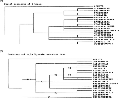 Fig. 6. Clustal alignment trees reproduced from Medlin et al. (Citation1993). Tree made by D. M. Williams.