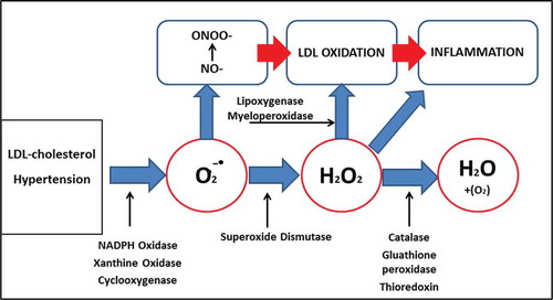 Figure 1. Reactive oxygen species (ROS) systems in the activation of inflammation and lipid oxidation.
