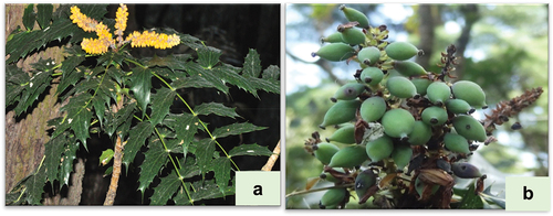 Figure 1. Pictorial representation of Mahonia jaunsarensis in natural habitat. a. - leaves and inflorescence b. unripe fruits.