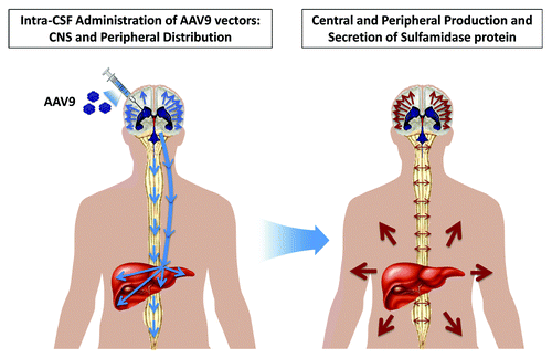 Figure 1. Schematic representation of vector and transgene product distribution following intra-CSF delivery of AAV9 vectors. The delivery of AAV9 vectors to the CSF through unilateral administration to the lateral ventricle leads to widespread distribution of vector particles throughout the brain and spinal cord. In addition, some vector reaches the circulation, leading to the transduction of the liver (left). As a result of this profile of vector distribution, sulfamidase activity increases throughout the CNS, in the CSF and in serum, being the liver the most important source of circulating enzyme (right).