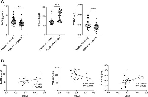 Figure 2. Correlation analysis of lncRNA UCA1 with SADN, YKL-40, and CTRP-3. (A) The levels of SADN, YKL-40, and CTRP-3 in peripheral blood were measured using ELISA kits; (B) The correlation between lncRNA UCA1 and SADN, YKL-40, or CTRP-3 respectively was analyzed by the Pearson correlation. Independent sample t test was used to check panel A. Pearson correlation was employed to analyze panel B. **p < 0.01, ***p < 0.001. The μg/L and μg/mL were the concentration units.