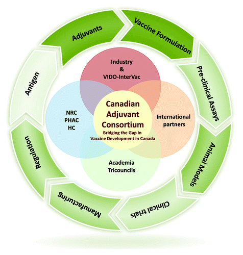 Figure 1. Canadian Adjuvant Consortium Concept. It is proposed that the Canadian Adjuvant Consortium can comprise a network of key stakeholder organizations: Government institutions and regulatory agencies (National Research Council of Canada [NRC], Public Health Agency of Canada [PHAC], Health Canada); Academia and Canadian Tri-council granting agencies (Canadian Institutes of Health Research [CIHR], National Science and Engineering Research Council [NSERC] and Social Sciences and Humanities Research Council [SSHRC]); Industry (Canadian Vaccine Industry Committee [VIC]), VIDO-InterVac (Vaccine and Infectious Disease Organization-International Vaccine Centre). The network should be structured to unite stakeholders through identification of common goals and funding opportunities to bridge the gap in vaccine development in Canada. The stakeholders bring competency in various areas from antigen and adjuvant discovery through regulation as schematically represented by the outer ring. These nodes of expertise and infrastructure can be leveraged through common consortium goals to hasten the translation of new Canadian adjuvant technologies and vaccine products from bench to bed-side.