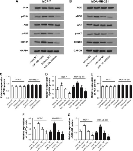 Figure 4 PI3K/AKT signaling pathway was regulated by miR-19b expression in breast cancer cells.