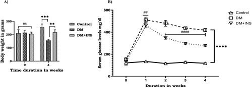 Figure 1. Effect of hyperglycemia. (A) Body weight of rats received citrate buffer (Control), diabetes (DM) and diabetes rats with insulin treatment (DM + INS) were recorded at 0th day and after 4 weeks; (B) Effect of hyperglycemia on serum glucose levels of control rats (Control), diabetes (DM) and diabetes treated with insulin (DM + INS) were measured before the start of experiment (0th day and after administration of STZ at 1st, 2nd, 3rd and 4th weeks). Values represent mean ± S.D (n = 6). Values are statistically significant at *p < 0.05, **p < 0.01, ***p < 0.001, ****p < 0.0001 and #indicates comparison between DM + INS and DM ##p < 0.01, ####p < 0.0001.