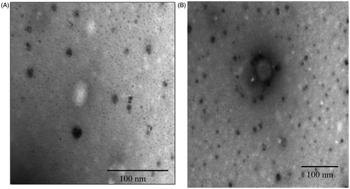 Figure 4. TEM micrograph of (A) and (B) paliperidone palmitate-loaded TPGS micelles (PPT-150) showing multiple particles with 100-nm scale.