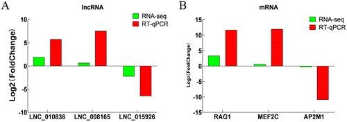 Figure 5. RT-qPCR validation of DELs (A) and DEGs (B) identified by RNA-seq in MM_FT and MM_LT.
