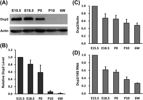 Figure 1. Dcp2 protein and mRNA expression during renal development in mice. (A) Dcp2 protein expression in kidneys at the indicated developmental stages was determined by Western blot. β-actin was used for normalization. (B) Quantification of Dcp2 protein expression. Dcp2 mRNA levels during renal development were determined by qPCR and normalized to (C) β-actin and (D) 18S rRNA. Results are shown as mean ± SD and all experiments were performed in triplicate. 6W, postnatal week 6.
