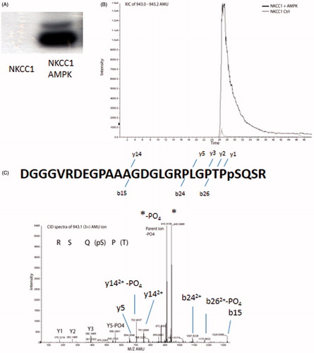 Figure 3. AMPK phosphorylates NKCC1 on S77. (A) In vitro phosphorylation of the N-terminal fragment of human NKCC1 (1–293) by purified AMPK. (B) Identification of AMPK phosphorylation site on NKCC1 by tandem mass spectrometry showing increase in the amount of 943.1(3+) AMU ion after treatment with AMPK. (C) CID spectra of the 943.1 AMU ion showing y ions and the corresponding sequence. Y5 shows loss of PO4 (18 AMU), indicating that y4 (not observed) was phosphorylated. Spectra also shows predominate neutral loss of 98 AMU (PO4) from the parent ion.