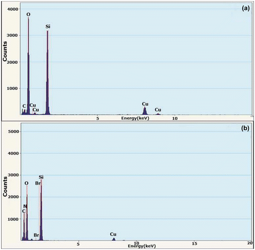 Figure 3. EDS spectrograms of (a) bare silica nanoparticles and (b) hybrid silica nanoparticles coated with P(SPMA-co-MAA).