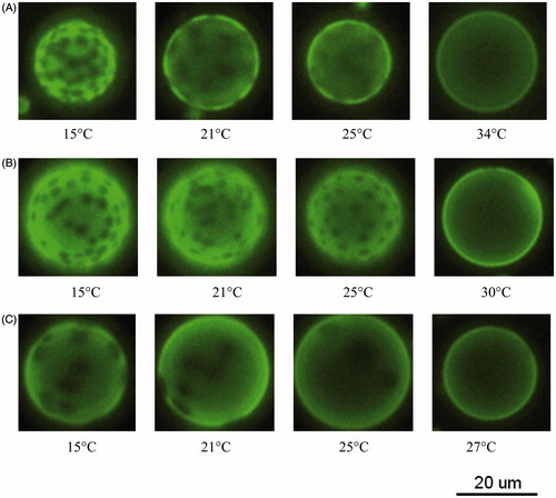 Figure 2. Fluorescence images as a function of temperature for GUVs of (A) 30:70 POPC/DPPC; (B) 50:50 POPC/DPPC; (C) 70:30 POPC/DPPC. Each sample contains 1 mol% NBD-DOPE.