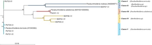 Figure 5. Beta-proteobacterium, isolated from legume nodules in Latvia, full-length 16S rRNA phylogenetic tree, constructed using maximum likelihood method with JTT matrix and gamma rate distribution. Bootstrap values ≥70 is given in nodes. The genotypes used as representative sequences are indicated with the GenBank accession numbers in brackets. The scale indicates the number of nucleotide substitutions per position. All identified genotypes have been isolated from various host plants from 2016 to 2019. The number of identical strains within the genotype is indicated in italics.