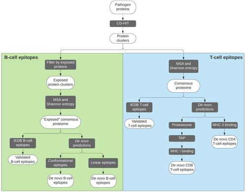 Figure 2 Flowchart depicting the procedures followed to reach selected B-cell and T-cell epitopes. In each case, the legacy experimentation approach is indicated on the left.