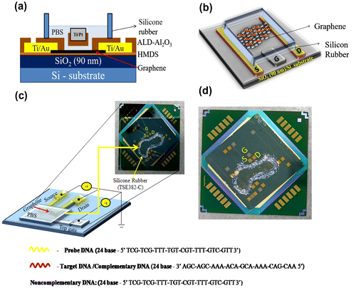 Figure 3. A schematic diagram of the graphene field effect transistor (GFET) with an inbuilt gate for electrolyte measurements. Ti and Au were used as the source (S) and drain (D) electrodes, respectively, and another material (Ti/Pt) was used as the inbuilt gate (G) electrode for GFET measurements. (a) Cross-sectional view of the graphene site. (b) Top view of the GFET device, the colored line indicates the DNA sequence used for the experiments. (c) Experimental setup of the GFET (color line). The image shows the entire device placed on the circuit board for GFET measurements. (d) Photograph of the GFET device, which contains the source (S), drain (D), and the inbuilt gate (G) electrodes.