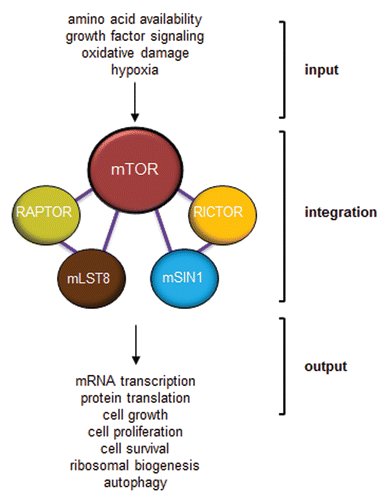 Figure 4 mTOR functions as a molecular integrator. Various inputs to mTOR provide information about amino acid availability, growth factor mitogenic signaling, oxidative damage and oxygen levels. This information must be integrated by mTOR through the use of its binding partners to provide meaningful outputs that dictate mRNA transcription, protein translation, cell growth, cell survival, ribosomal biogenesis and autophagy.