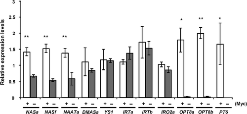 Figure 2 The expression analysis of genes related to Iron uptake in mycorrhizal or non-mycorrhizal roots of maize. Real-time RT-PCR-based expression analysis of maize genes related to Iron uptake system in the mycorrhizal (Myc+, R. irregularis) or non-mycorrhizal (Myc–) roots of Zea mays L. Root samples were harvested at 20 days post planting (dpp). Expression levels are shown relative to the constitutively expressed maize ubiquitin gene. Data are given as means ± standard deviation (SD) of three biological replicates. ** P < 0.01, * P < 0.05, Welch’s t test (Myc+ versus Myc–treatment).