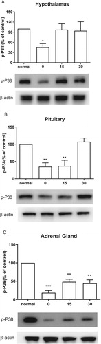 Figure 4. Effect of acute CWSS on P38 protein expression in the HPA axis. The protein p-P38 expression in the hypothalamus (A), in the pituitary (B), and the adrenal gland (C) were analyzed by Western blot. β-Actin (1:1000 dilution) was used as an internal loading control. Signals were quantified with the use of laser scanning densitometry and expressed as a percentage of the control. Values are mean ± SEM. The number of animals in each group was 6. *p < 0.05, **p < 0.01, ***p < 0.001