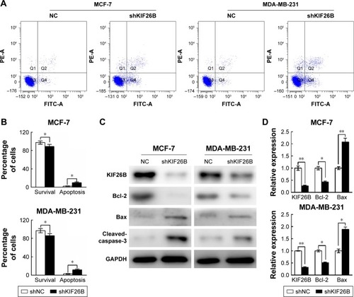 Figure 3 Downregulation of KIF26B induced cell apoptosis in breast cancer cells.