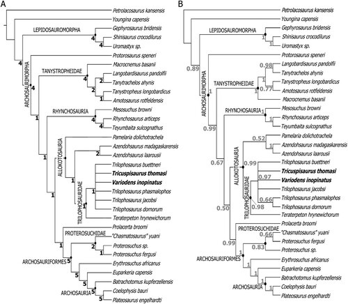 FIGURE 4. Phylogeny of Neodiapsida, demonstrating the relationships within Trilophosauridae, and with other related clades. A, strict consensus tree obtained from maximum parsimony analysis. B, 50% majority rule consensus tree obtained from Bayesian inference analysis. Bremer values are in black, clade credibility values as decimals are in gray. Bremer values that fall below 1 collapse to form a polytomy in the parsimonious strict consensus tree. CI = 0.409, RI = 0.644, RC = 0.263.