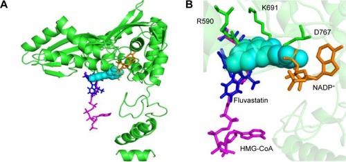 Figure 2 Representation of quercetin binding on HMGR.