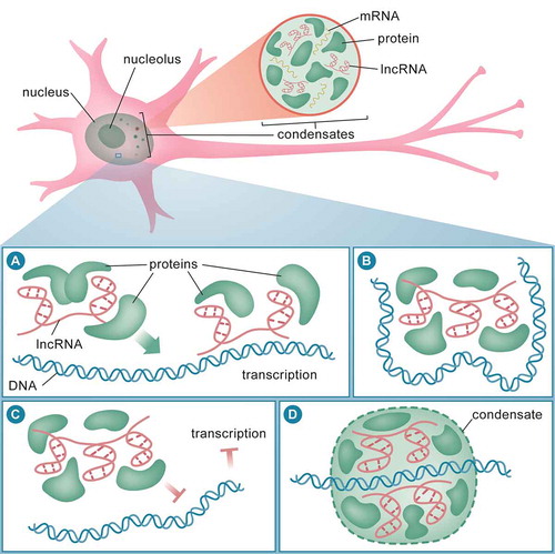 Figure 1. lncRNA functions in the nucleus. In the nucleus, lncRNA interacts with mRNA and RNA-binding proteins (RBPs) to induce formation of membraneless condensates (top panel). lncRNA can act as guide to recruit DNA-binding proteins, such as transcription factors and chromatin modifiers, to the DNA to initiate transcription (A). lncRNA can also act as a scaffold or guide to bring two or more proteins (or DNA regions) into close proximity to maintain chromatin structure (B). lncRNA may also act as decoy to sequester DNA-binding proteins, such as RNA polymerases and chromatin modifiers, from interacting with DNA, and hence, leading to transcription inhibition (C). During active transcription, lncRNA can interact with RNA polymerases and chromatin modifiers at sites of transcription to induce formation of chromatin condensates (D)