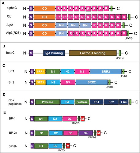 Figure 4. Schematic representation of the group B streptococcal surface proteins. (A) Alp protein family. Signal peptide (S), conserved domain (CD), repeating domain (R), LPxTG cell-wall anchoring domain (green). (B) BetaC protein, containing IgA binding domain (blue) and factor H binding domain (brown). (C) Serine-rich repeat protein family. Ig-like domain (N1, N2, and N3), serine-rich repeat glycosylation domain (SRR1 and SRR2). (D) C5a peptidase. Protease activity domain (Protease), protease-associated domain (PA), fibronectin type III domain (Fn1, Fn2, Fn3). (E) Pilin proteins. Ig-like domain (D1-D3), pilin sorting motif (IPNTG, FPKTG, IPKTG), and a membrane-spanning hydrophobic domain (M).