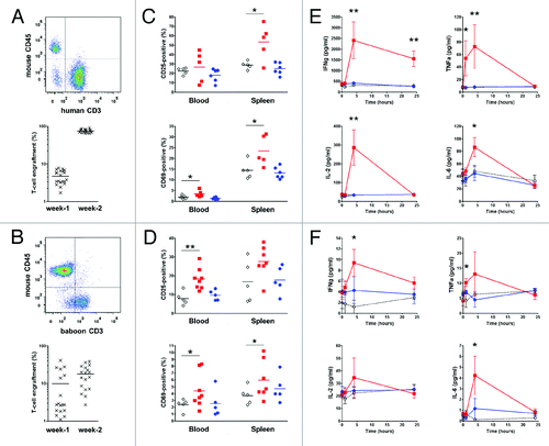 Figure 4.In vivo stimulation of human or baboon PBMC with anti-CD28 mAbs in NSG mice. One representative flow cytometry analysis (upper panel) and quantification of engraftment (low panel) of (A) human (n = 20) and (B) baboon (n = 18) cells in NSG mice two weeks after PBMC transfer. Each mark represents an individual mouse. (C, D) Percentage of activated human and baboon T lymphocytes expressing CD25 and CD69 among CD3+ cells in recipient blood and spleen 48 h after drug injection. Two weeks after PBMC transfer, mice received either 50 µg i.p. of superagonist anti-CD28 ANC28.1 mAb (red square symbols; n = 5 for human and n = 7 for baboon), 150 µg of humanized pegylated Fab’ fragment FR104 (blue dots; n = 6 for human and n = 5 for baboon) or an equivalent volume of excipient (open diamond; n = 5 for human and baboon). Each symbol represents an individual mouse. Horizontal bars indicate the mean. (E) Human and (F) baboon cytokine release after treatment in same experiments as in C and D; data are means ± SEM.*P < 0.05 and **P < 0.01 compared with control conditions. Cumulative data were obtained from three independent series of experiments using three different human and three baboon blood donors.