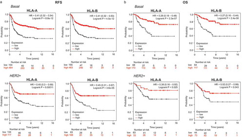 Figure 1. Transcriptomic expression of HLA-A and HLA-B, and association with clinical outcome in an exploratory cohort of breast cancer patients. Kaplan-Meier survival plots show the association between HLA-A and HLA-B expression levels and patient prognosis, including relapse-free survival (RFS) (A) and overall survival (OS) (B) for basal (n = 879) and HER2+ (n = 335) breast tumors, respectively.