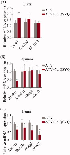 Figure 4. Relative mRNA expression of Cyp3A1, Cyp3A2, Slco1b2 in liver and Abcb1a, Slco2b1, Abcg2, Abcc2 in jejunum and ileum after oral administration of ATV without or with QSYQ. (A) Relative mRNA expression of Cyp3A1, Cyp3A2, Slco1b2 in liver; (B) Relative mRNA expression of Abcb1a, Slco2b1, Abcg2, Abcc2 in jejunum; (C) Relative mRNA expression of Abcb1a, Slco2b1, Abcg2, Abcc2 in ileum. Data are shown as mean ± SD (n = 3). *p < 0.05, **p < 0.01 compared to without QSYQ.