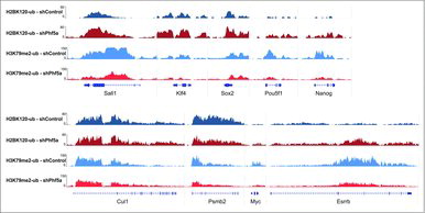 Figure 3. Genome browser snapshots of representative H2BK120-ub and H3K79me2 density ChIP-sequencing tracks on pluripotency genes or control loci. Dark blue: H2BK120-ub under conditions of shControl silencing. Dark red: H2BK120-ub under conditions of shPhf5a silencing. Light blue: H3K79me2 under conditions of shControl silencing. Light red: H3K79me2 under conditions of shPhf5a silencing.