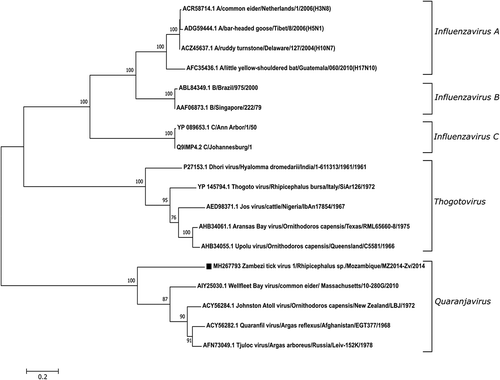 Figure 3. Phylogenetic analysis of novel quaranjavirus with other viruses in the Orthomyxoviridae family. The phylogeny consists of PB1 protein sequences from 19 different viruses including the novel quaranjavirus from the current study. A total of 664 amino acid positions were used to build the tree and bootstrap values >60% are displayed. The PB1 nucleotide sequence (contig4) from this study has been submitted to GenBank as Zambezi tick virus 1 (ZaTV-1) under the accession number MH267793. The GenBank accession number, virus name, host, location, strain and year are shown for each virus used in the analysis.