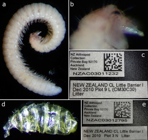 Figure 18. Siphonethus sp., specimens sequenced by Drummond et al (Citation2015). (a-c) Female (NZAC03011232). (a) Habitus, lateral. (b) Details of head. (c) Label. (d & e) Juvenile (NZAC03012795). (d) Habitus, dorsal. (e) Label.