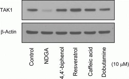 Figure 6.  Effect of NDGA and its structurally related chemicals on the TAK1 protein level. RAW264.7 cells were treated with each compound (see Table 1 for the molecular structure) at 10 µM concentration for 6 hours and subjected to the western blot analysis.