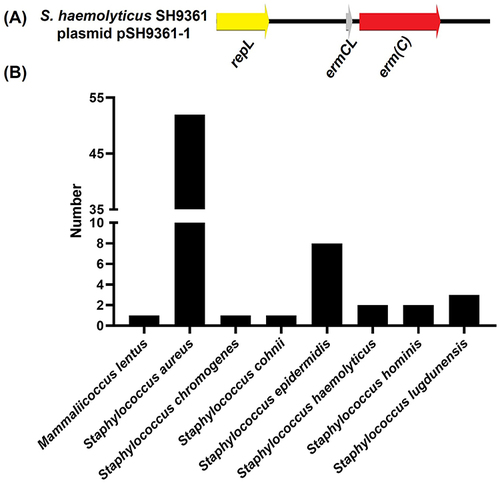 Figure 6 The 2.47-kb plasmid pSH9361-1 in S. haemolyticus strain SH9361 is widely present in the Staphylococcus genus. (A) Schematic diagram of the genome of pSH9361-1. (B) Histogram showing number of pSH9361-1 distributed in different Staphylococcus species (coverage ≥ 99% and identity ≥ 99%).