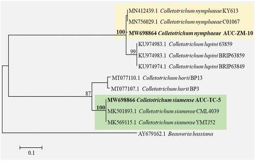 Fig. 2 Phylogenetic relationship of Colletotrichum nymphaeae (AUC-ZM-10) isolated from Zamora, Michoacán, Mexico, and C. siamense (AUC-TC-5) isolated from Tecomán, Colima, Mexico, based on a region of the glyceraldehyde-3-phosphate dehydrogenase (GAPDH) gene with a cut-off value of 70%.