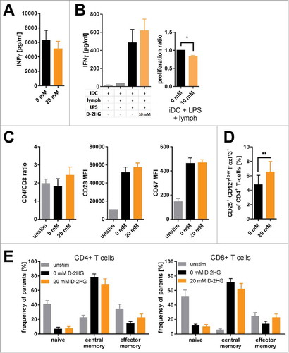 Figure 4. Impact of exogenous D-2HG on T-cell function. A) IFNγ secretion by anti- CD2/CD3/CD28 stimulated T-cells was determined by sandwich ELISA (n = 9). B) Mixed lymphocyte reactions were performed to analyze T-cell function. Immature dendritic cells (iDC) were co-cultured with T-cells (lymph) with/without LPS in the absence (0 mM) or presence (10 mM) of D-2HG. Both, the secretion of IFNγ (left panel) and T-cell proliferation (right panel) were measured by sandwhich-ELISA and thymidine intake, respectively. C) The ratio of CD4+ to CD8+ T-cells as well as the surface expression of CD28 and CD57 were analyzed after 72 h of anti-CD2/CD3/CD28 stimulation by flow cytometry (FACS) to evaluate T-cell senescence (n = 3). D) The frequency of regulatory T-cells amongst pan T-cells after stimulation with anti-CD2/CD3/CD28 for 72 h was determined by FACS (n = 9). E) Frequency of naïve (CD45RO−CCR7+), central memory (CD45RO+CCR7+) and effector memory (CD45RO+CCR7−) T-cell subsets of CD4+ (left) and CD8+ (right) T-cells stimulated for 72 h with and without anti-CD2/CD3/CD28 were measured by FACS (n = 3). T-cells were either unstimulated (unstim, grey) or stimulated without (0 mM, black) or with (orange) D-2HG at indicated concentrations. * p<0.05; ** p<0.01.