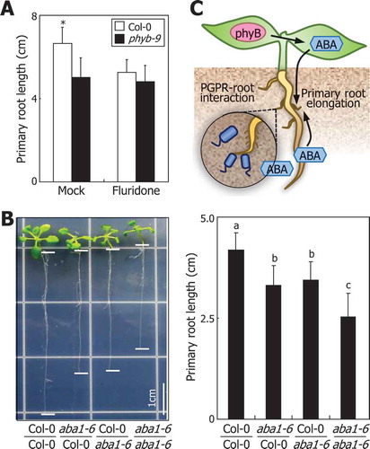 Figure 1. Effects of ABA on root photomorphogenesis.(A) Effects of fluridone on primary root growth. Seedlings germinated and grown on horizontal MS-agar plates for 3 days were transferred to vertical MS-agar plates containing 100 μM fluridone, an inhibitor of ABA biosynthesis, for additional 10 days in the light. Fifteen measurements of primary root lengths were statistically analyzed using Student t-test (*P < 0.01). Bars indicate standard deviation of the mean (SD).(B) Primary root growth of grafted seedlings between Col-0 plants and aba1-6 mutant. Grafted seedlings were grown for 2 weeks on MS-agar plates in the light before measurements of primary root lengths. Different letters represent a significant difference (P < 0.01) determined by one-way analysis of variance (ANOVA) with post hoc Tukey test. Bars indicate SD.(C) Schematic model illustrating ABA function in root photomorphogenesis and interactions of the roots with plant growth-promoting rhizobacteria (PGPR).