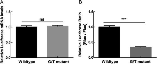 Figure 3. Comparison of transcription level and translation level of Renilla luciferase gene between wildtype construct and G/T mutant construct. A. Relative mRNA level of renilla luciferase gene of wildtype construct and G/T mutant construct. B. Relative luciferase activity of wildtype construct and G/T mutant construct.