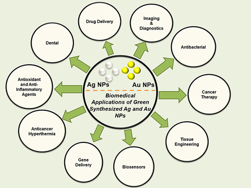Figure 3 Biomedical Applications of Green Synthesized Ag and Au NPs.