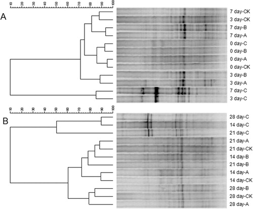 Figure 3. Effects of different treatments on bacterial community structure. DGGE cluster analysis of soil bacterial communities on days 0, 3, 7 (A) and days 14, 21, 28 (B). CK: soil with no additions; A: soil supplemented with P. liquidambari B3; B: fermentation medium containing food waste and wheat straw, un-inoculated with P. liquidambari B3; C: fermentation broth containing food waste and wheat straw, inoculated with P. liquidambari B3 (laccase activity, 607.2 ± 4.7 U/mL).