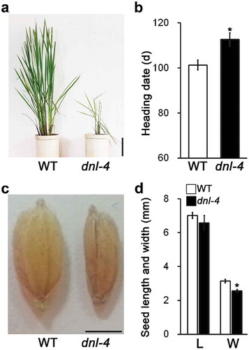 Figure 6. Analysis of heading date in wild-type and dnl-4 mutant